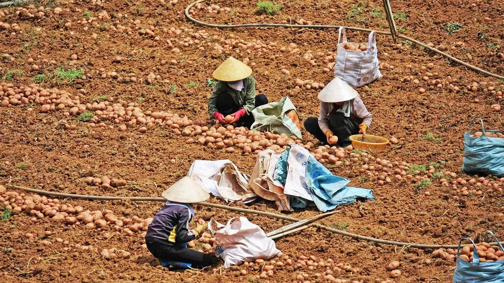 Người tiêu dùng sẽ dễ nhận diện khoai tây Đà Lạt hơn
