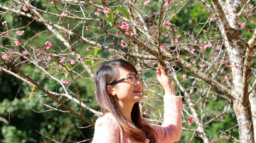 Mở cửa Không gian hoa anh đào Nhật Bản tại Đà Lạt