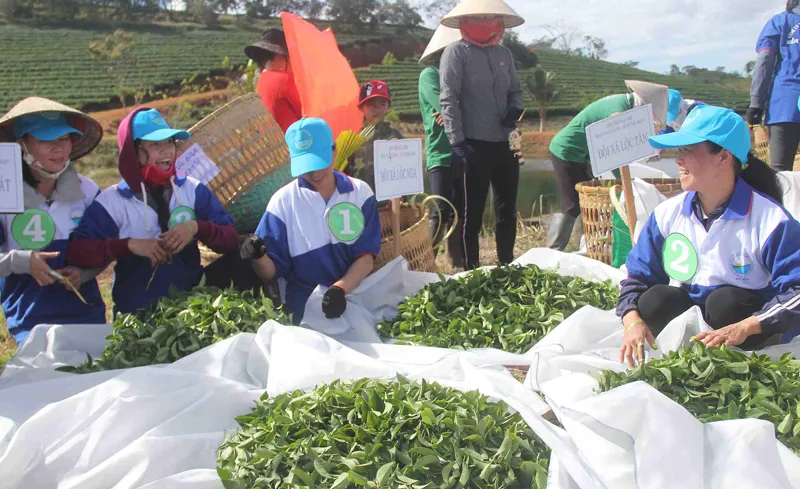 Sôi nổi hội thi hái trà “Bàn tay vàng - búp trà non”