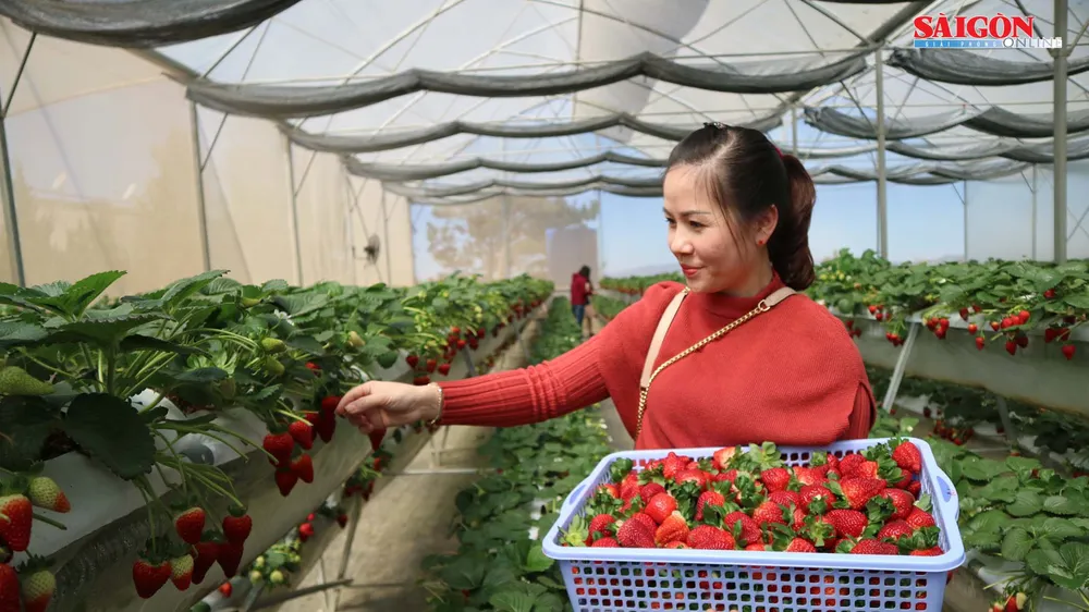 Khám phá vườn dâu tây thủy canh trĩu quả tại Đà Lạt