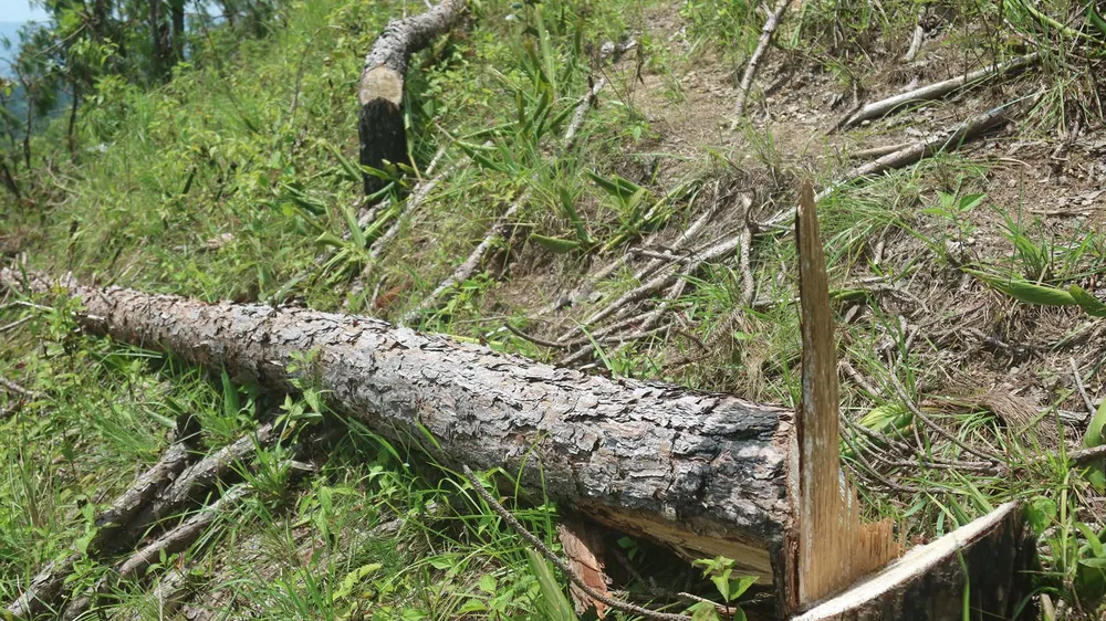 UBND tỉnh Lâm Đồng chỉ đạo điều tra vụ “cạo trọc” rừng thông lấy đất sản xuất