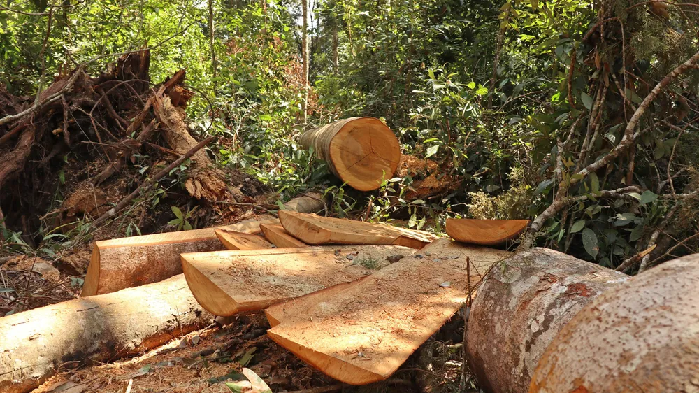 Lâm Đồng “hoả tốc” chỉ đạo điều tra, xử lý vụ rừng bạch tùng trăm tuổi bị cưa hạ