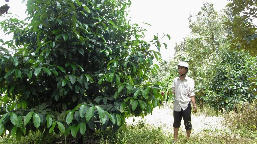 Cảnh báo người dân không cắt, hái lá măng cụt đem bán