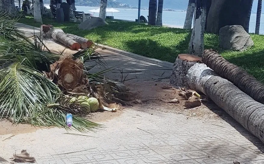 Hơn 40 cây dừa ven biển ở Nha Trang bị đốn hạ