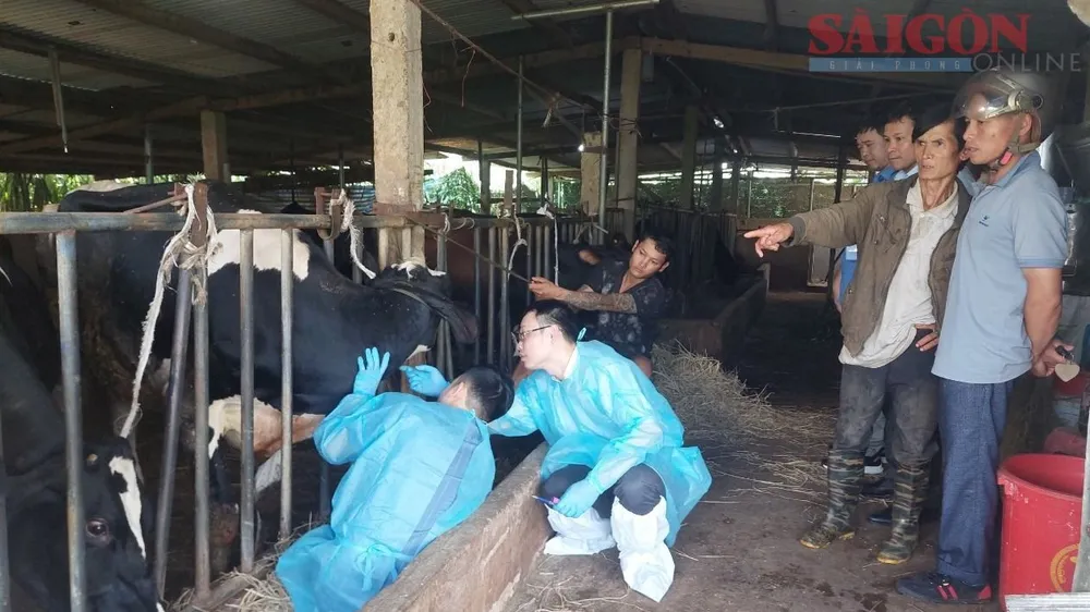 Số bò sữa chết ở Lâm Đồng tăng lên gần 300 con