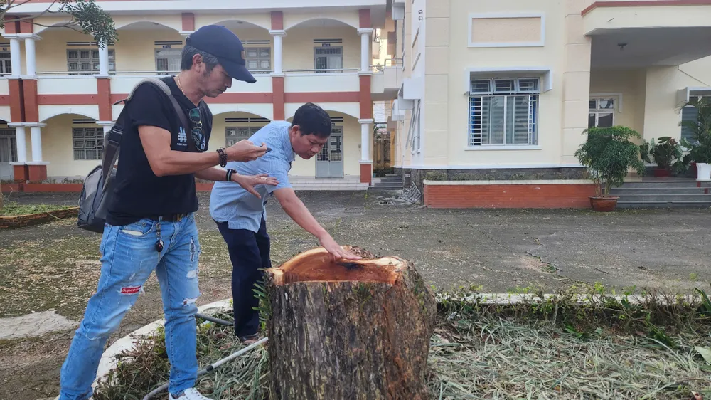 Tự ý chặt cây che bóng mát, Trung tâm giáo dục nghề nghiệp bị xử phạt 40 triệu đồng