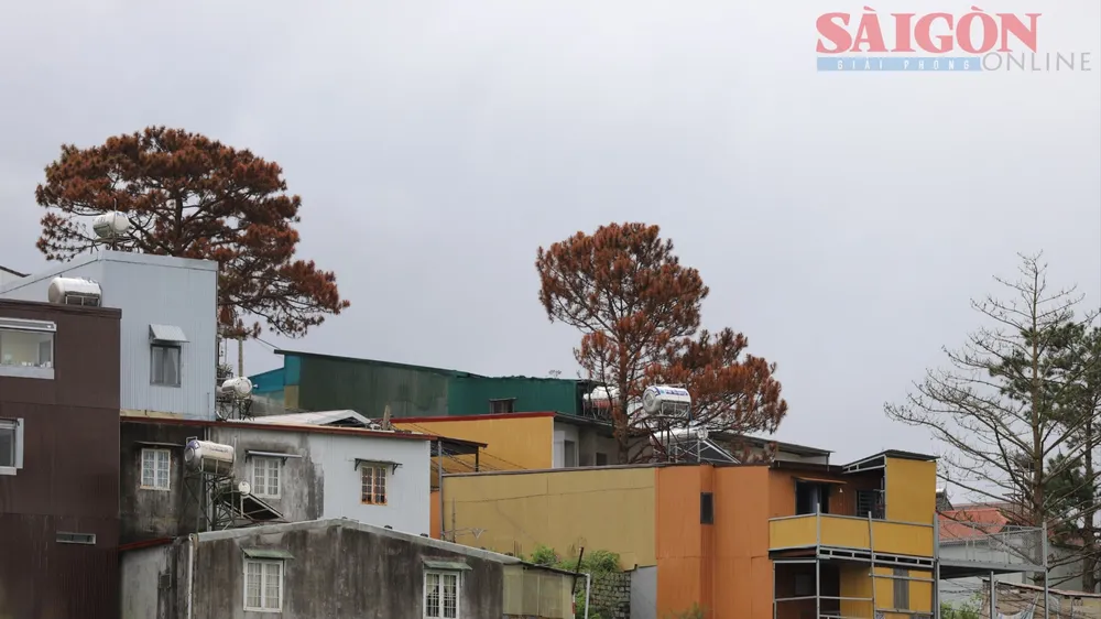 Thông Đà Lạt lại bị "bức tử" giữa khu dân cư