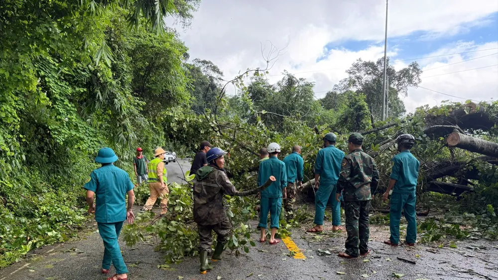 Cây cổ thụ bật gốc, chắn ngang đèo Bảo Lộc