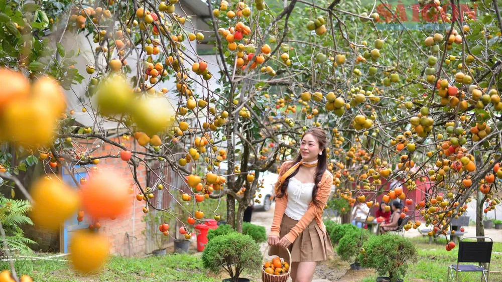 Du khách thích thú với mùa hồng chín ở Đà Lạt