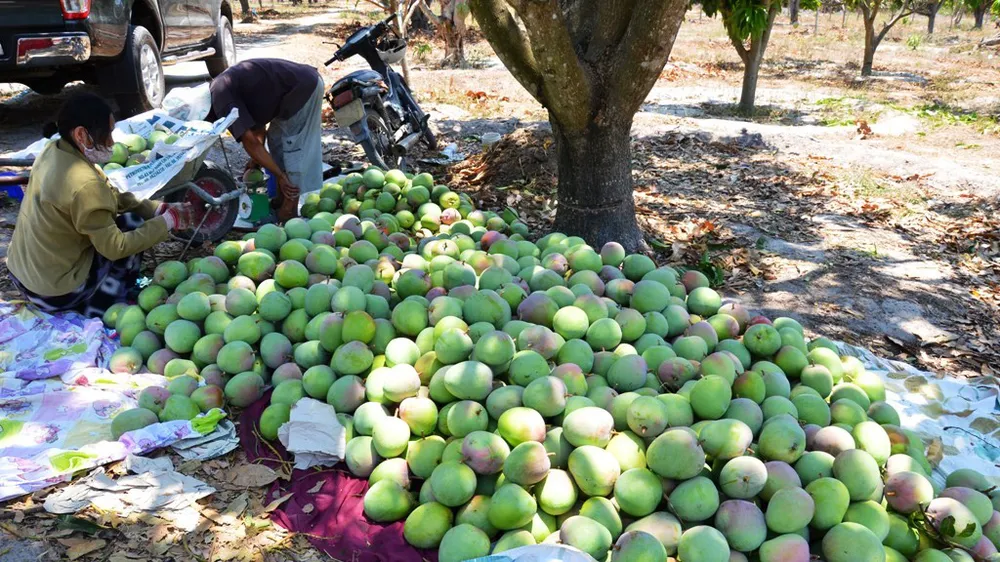 Xoài Úc có màu sắc đẹp, trái tròn