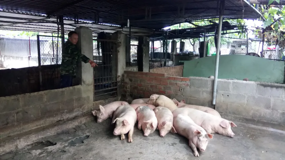  Hàng trăm con heo tại Khánh Hòa chết vì nhiễm bệnh