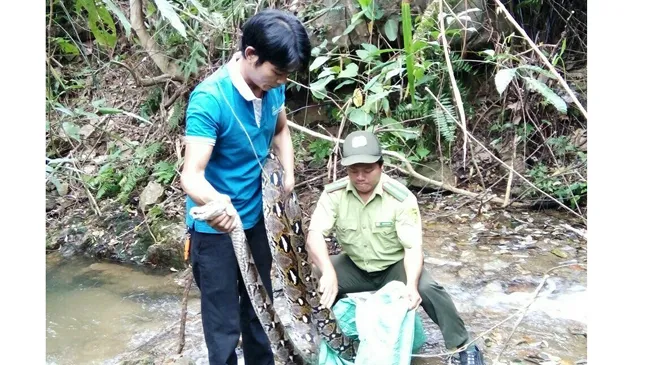Một đầu bếp giao nộp trăn gấm 17kg để thả về rừng