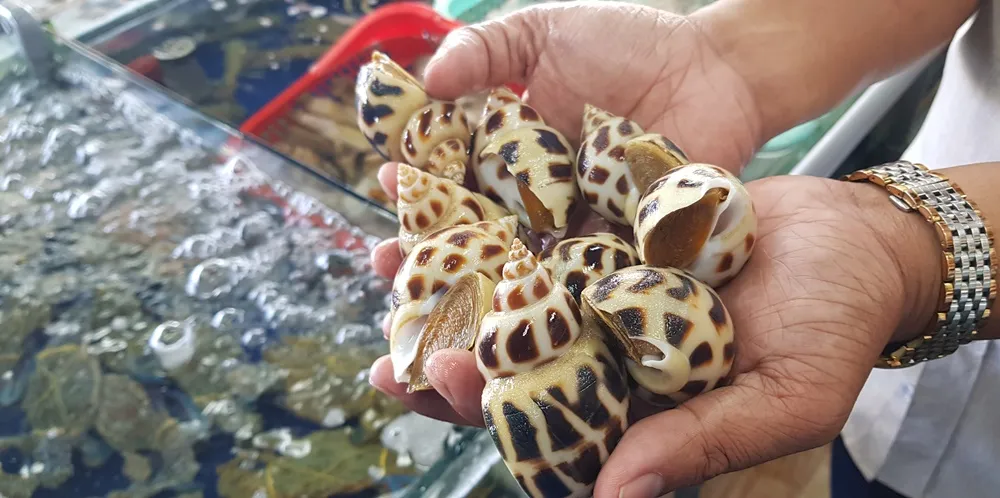 Phạt hành chính chủ nhà hàng bán ốc hương 1,8 triệu đồng/kg