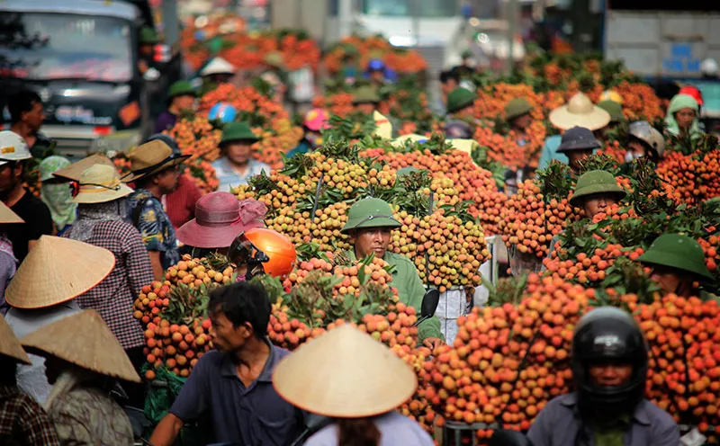 Phủ nhận tin đồn “vải thiều phải đổ bỏ xuống sông”