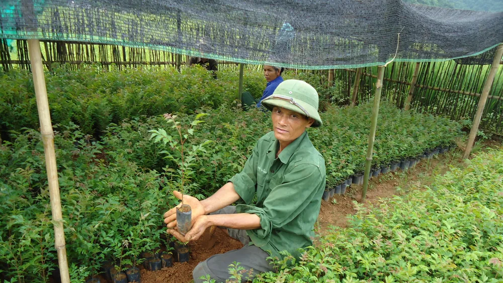 Xuất siêu hơn 4 tỷ USD, cả nước trồng thêm 137.000ha rừng để xuất khẩu
