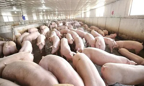 Ngăn chặn đại dịch, Việt Nam tạm ngưng nhập khẩu thịt heo từ Ba Lan và Hungary