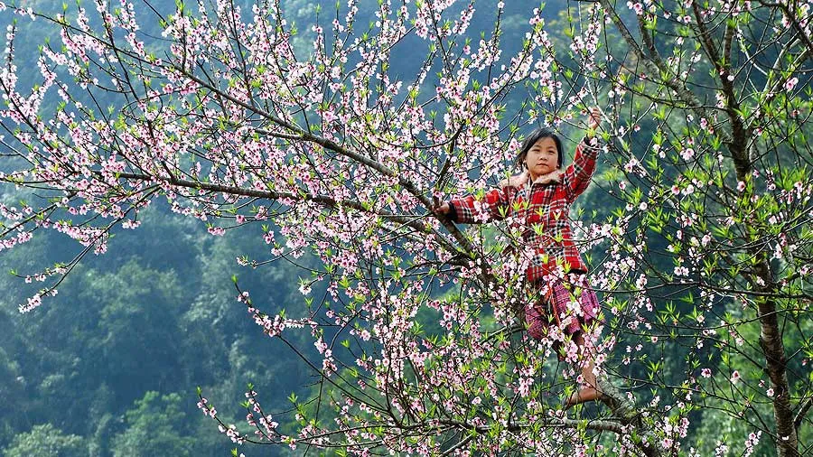 Năm nay, mùa đông “ấm” và mùa xuân đến sớm