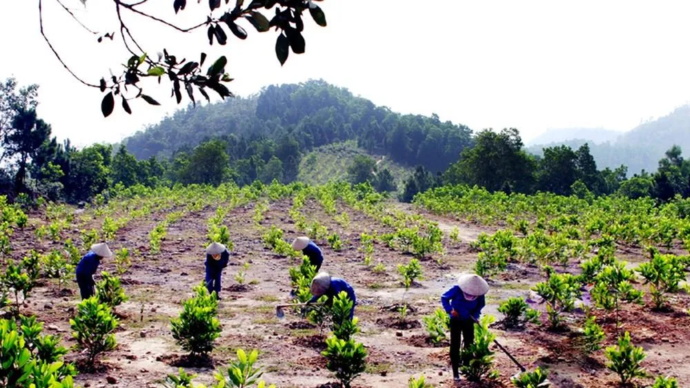 Hơn 28.000 tỷ đồng bảo vệ rừng Tây Nguyên