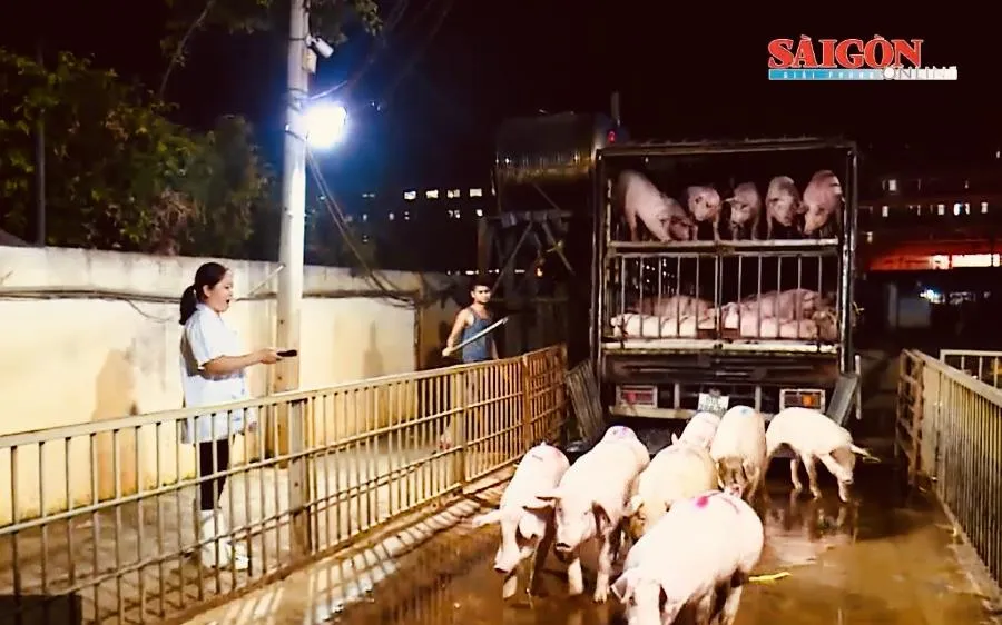 TPHCM tổng lực kiểm soát chặt nguồn thịt heo