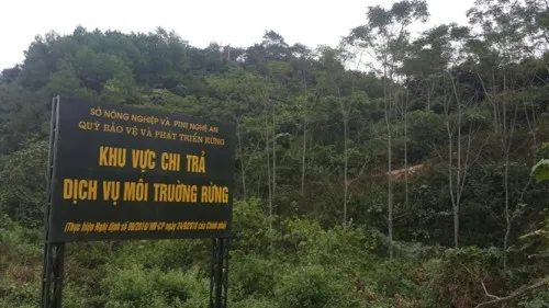 Chuyển gần 2.300 tỷ đồng vào tài khoản của 54.167 chủ rừng 