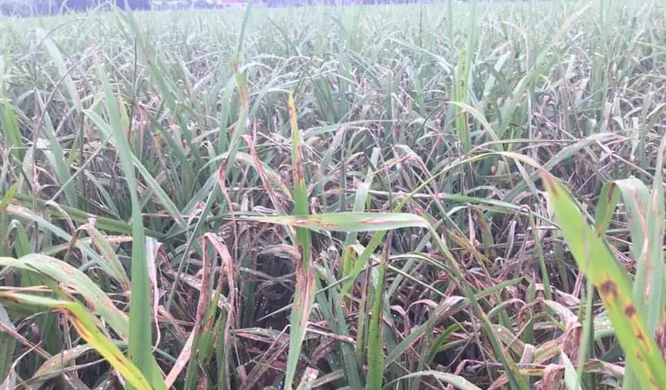 Khẩn cấp cứu 1,1 triệu ha lúa có nguy cơ mắc bệnh cháy lá