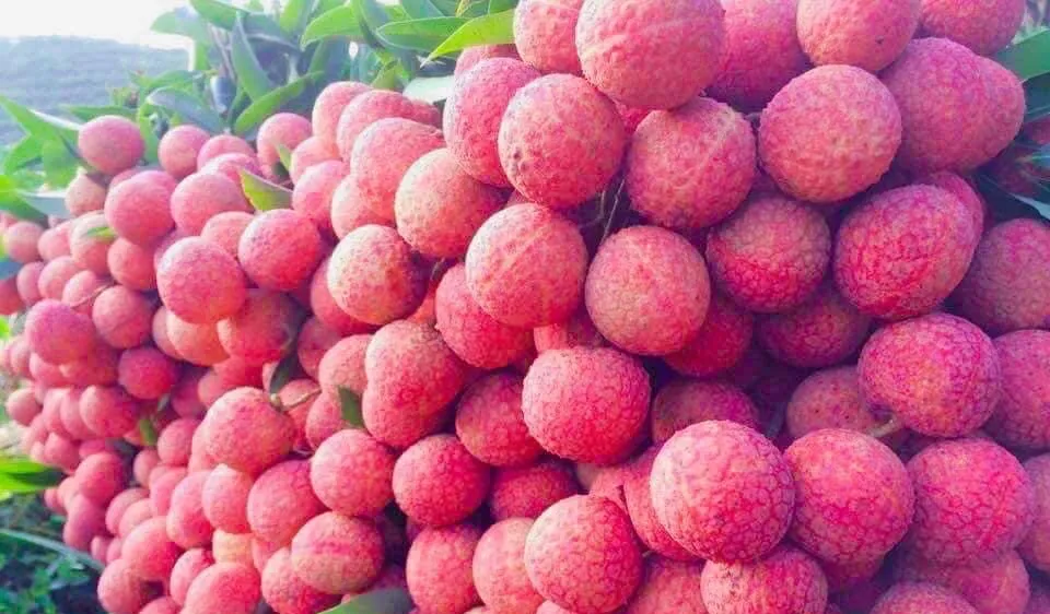 Vải thiều Việt Nam