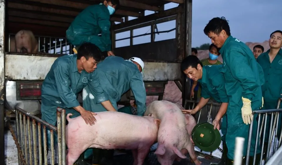 Thái Lan giảm xuất khẩu thịt heo sang Việt Nam 