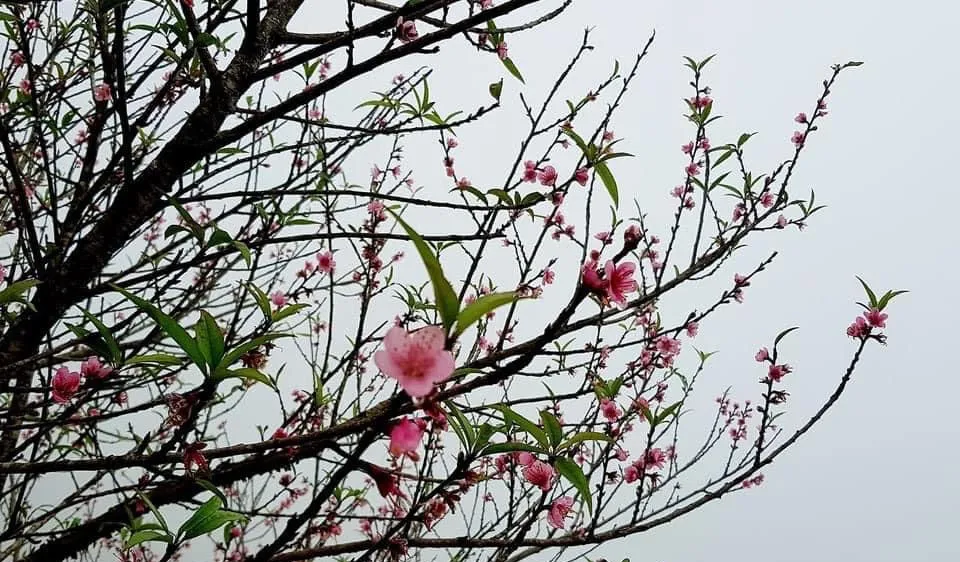 Thời tiết rất dị thường, hoa đào miền Bắc nở trước tết 3-4 tháng