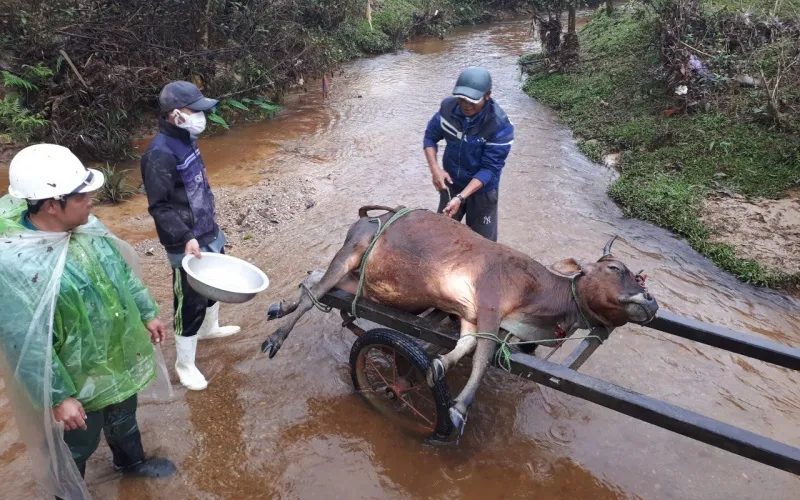 Hàng trăm gia súc chết cóng, “huyện báo cáo 2, tỉnh bảo 1”