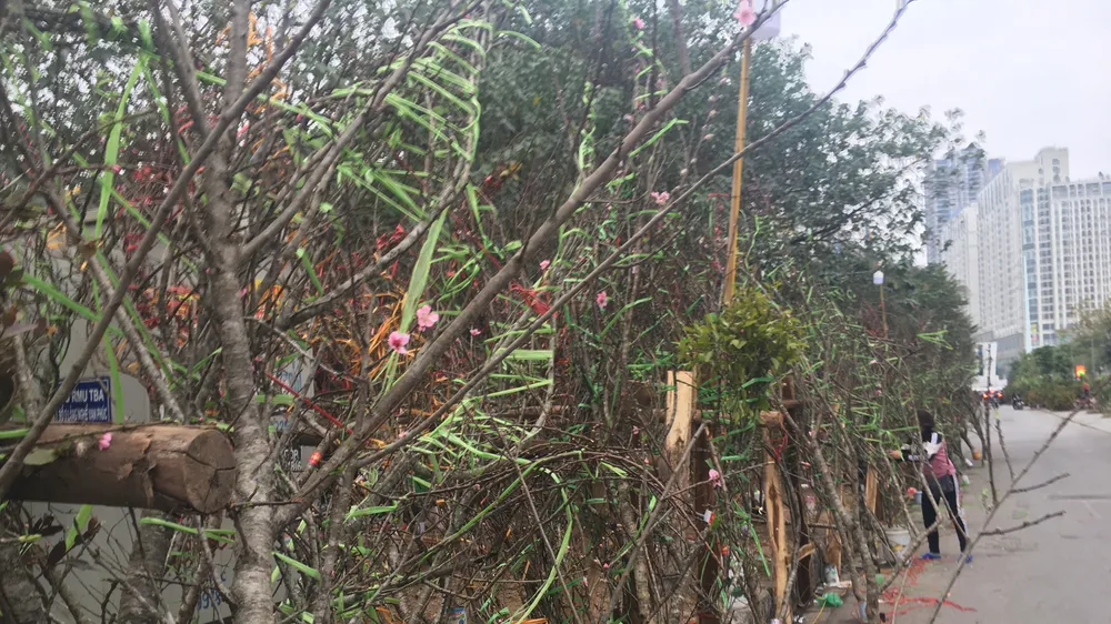 Đào, quất miền Bắc ế ẩm