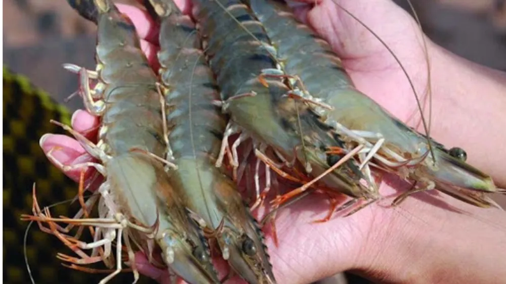 Người nuôi thủy hải sản đang gặp nhiều khó khăn