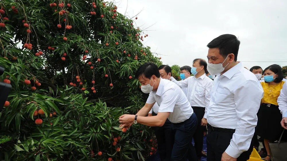 Lo thị trường cho 180.000 tấn vải thiều trong mùa thu hoạch 2021