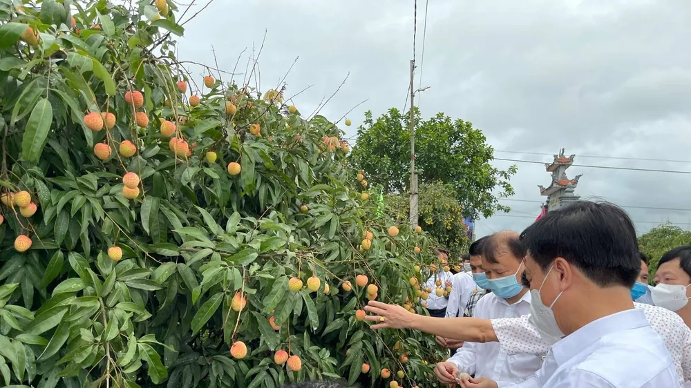 Vải thiều Việt Nam gây được tiếng vang sau 1 năm xâm nhập thị trường Nhật Bản