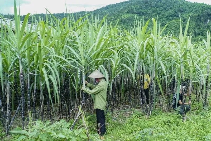 Đường Thái Lan bị đánh thuế 47,64%