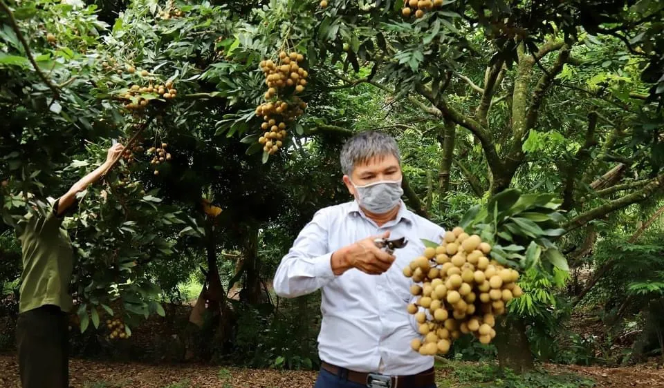 Nhãn lồng Hưng Yên vào mùa tiêu thụ