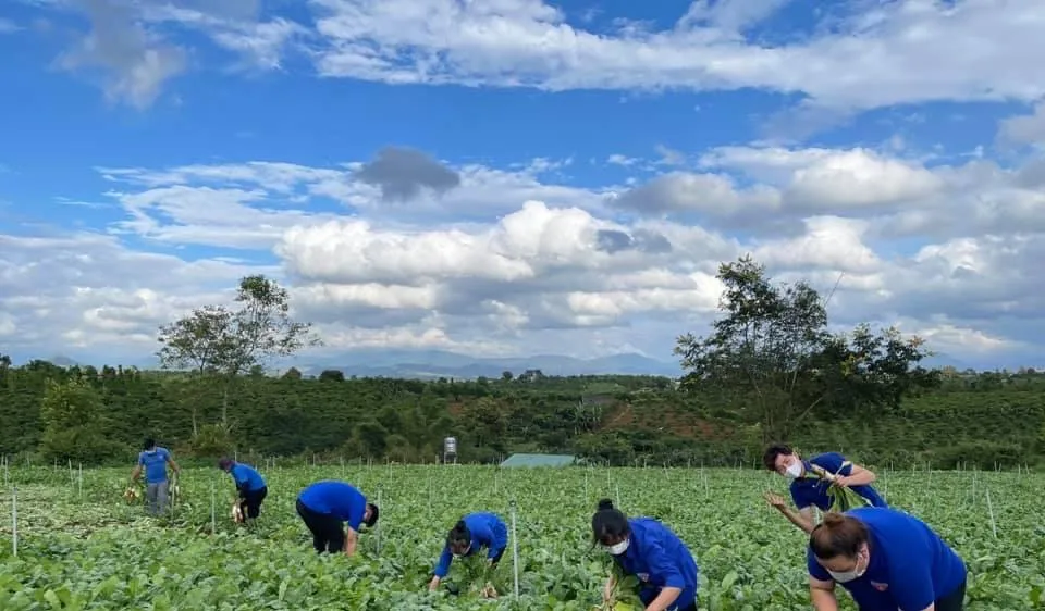 Nhiều loại nông sản ở miền Nam sắp cung vượt cầu