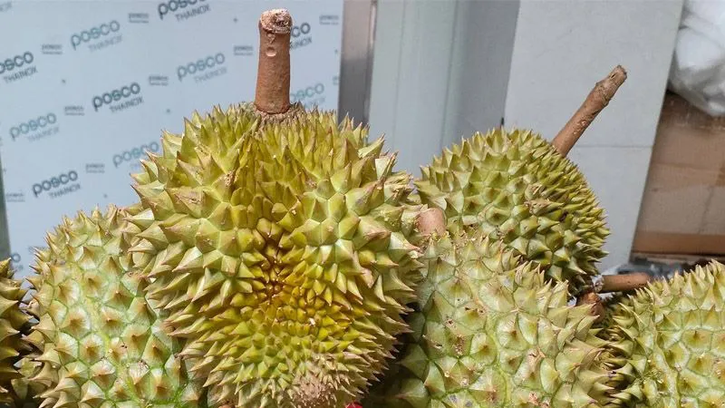 Sầu riêng Ri6 “cháy hàng” tại Úc