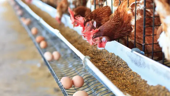 Việt Nam nên tránh phụ thuộc nguyên liệu thức ăn chăn nuôi nước ngoài 
