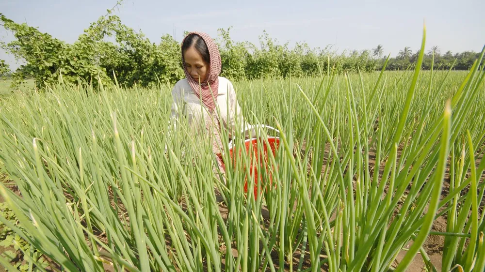 “Bùng nổ” phân bón hóa học ở ĐBSCL