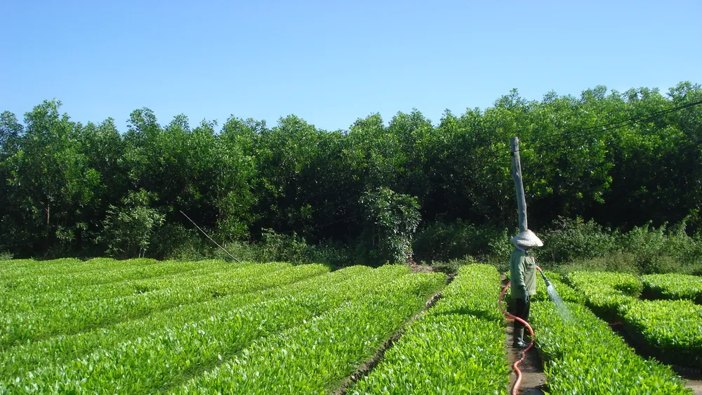 Phát động trồng thêm ít nhất 260.000ha rừng năm 2022 nhân Tết Nhâm Dần