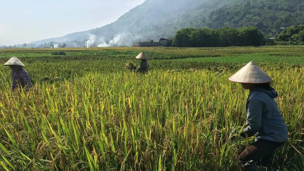 Nông dân ở tỉnh Hòa Bình tranh thủ gặt hái lúa mùa và đốt rơm rạ nhân tiết trời nắng hanh vàng. Ảnh: VĂN PHÚC