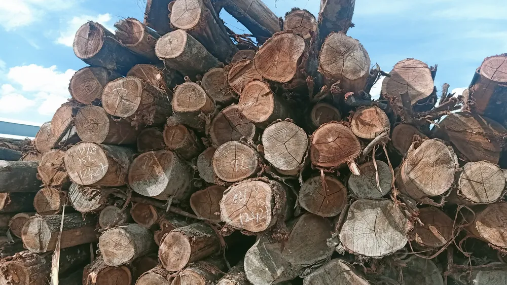 Siết chặt quản lý hồ sơ nguồn gốc lâm sản