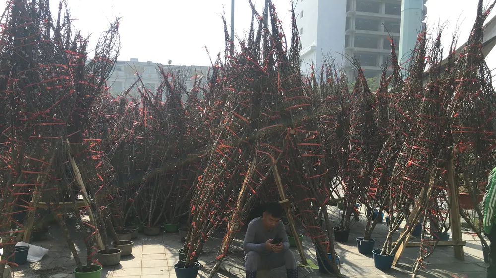 Chợ đào, quất, hoa kiểng ở miền Bắc ế ẩm, thưa vắng khách