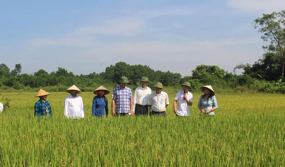 Đầu tháng 4, trình đề án 1 triệu hécta lúa “tăng trưởng xanh”