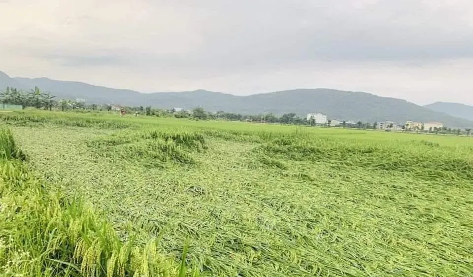 Chính phủ xuất cấp hạt giống cây trồng hỗ trợ Lào Cai khôi phục sản xuất