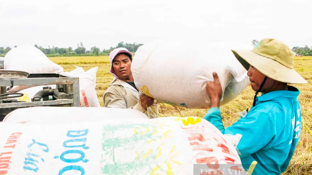 Giá gạo tăng cao: Không tranh thủ sẽ lỡ cơ hội