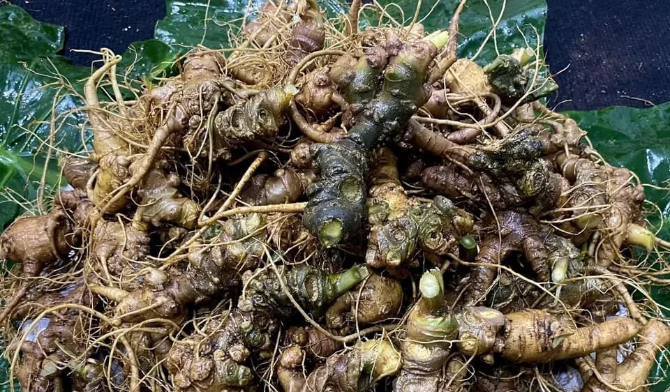 Sâm nhập từ Trung Quốc về Việt Nam "hô biến" thành sâm Ngọc Linh