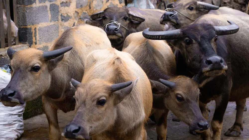 Thêm hàng trăm gia súc chết cóng vì băng giá