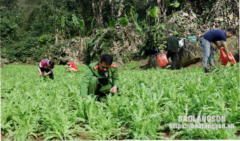 Khoảng 3.800 cây thuốc phiện trồng bí mật trong núi đá ở Lạng Sơn