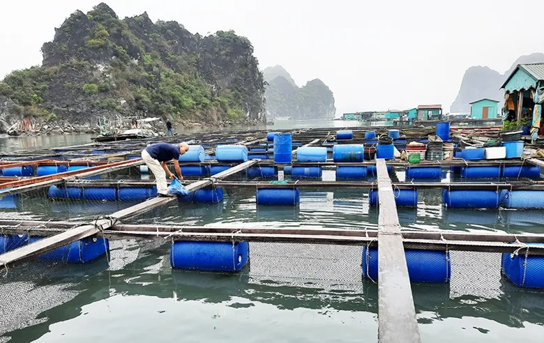 Phân giao mặt biển, tích hợp nuôi biển và du lịch - tìm giải pháp từ Quảng Ninh